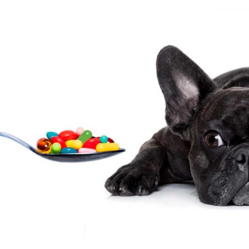 Anti-parasitários externos